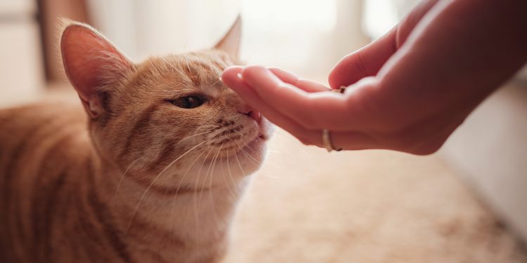 Training Your Cat to Be Obedient – 5 Tips to Know – The Flock House