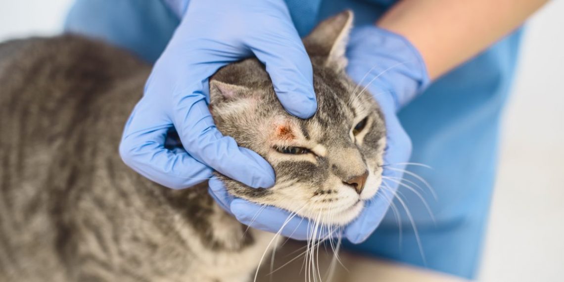 Cats with Ringworm: Signs, Diagnosis, and Treatment – 7 Tips to Know ...